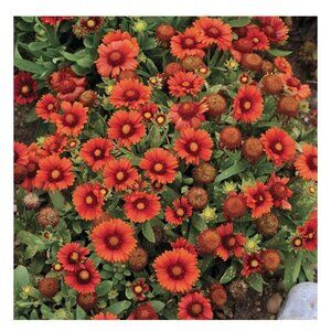 COPY - ARIZONA RED SHADES GAILLARDIA Carpet Flowers 35+ Seeds